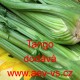 Celer řapíkatý Tango