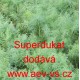 Kopr vonný tetra Superdukat