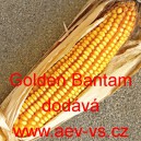 Kukuřice cukrová Golden Bantam