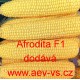 Kukuřice cukrová hybridní Afrodita F1