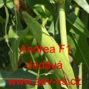 Kukuřice cukrová hybridní Andrea F1