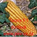 Kukuřice cukrová hybridní Tauris F1