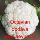 Květák Octavian