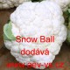 Květák Snow Ball