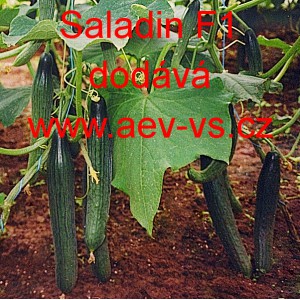 Okurka setá salátová hybridní "hadovka" do skleníku Saladin F1