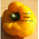 Paprika roční zeleninová hybridní Coletti F1 
