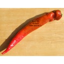 Paprika roční zeleninová hybridní pálivá Rush F1 precisem