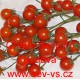 Rajče tyčkové hybridní Cherry Belle F1