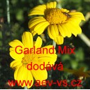 Kopretina chryzantéma věncová salátová Garland Mix