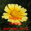 Kopretina chryzantéma věncová salátová Nagara