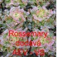 Salát hlávkový Rosemarry