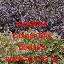 Salát listový dubáček Colour Mix