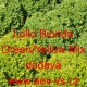 Salát listový Lollo Bionda Green/Yellow Mix