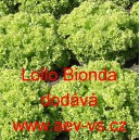 Salát listový Lollo Bionda
