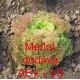 Salát listový Merlot