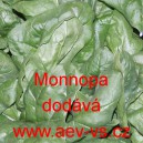 Špenát setý zelný Monnopa