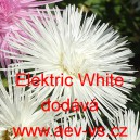 Astra čínská Elektric White