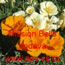 Sluncovka kalifornská, kalifornský mák Mission Bells