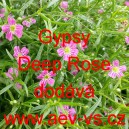 Šater zední Gypsy Deep Rose