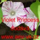 Povíjnice trojbarvá Violet Princess