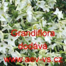 Tabák křídlatý Grandiflora