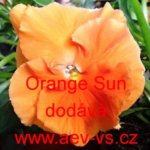 Maceška zahradní Orange Sun
