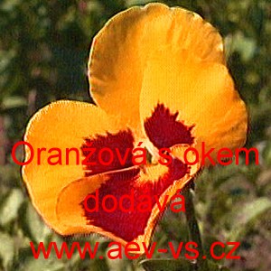Maceška zahradní Oranžová s okem