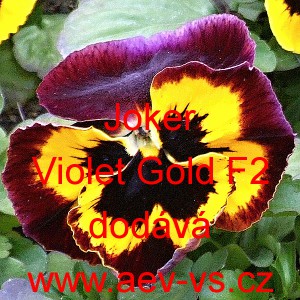 Maceška zahradní Joker Violet Gold F2