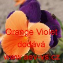 Maceška zahradní Orange Violet