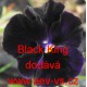 Maceška zahradní Black King