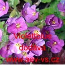 Tařička zahradní Violettblue