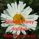 Kopretina největší Shasta Daisy