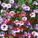 Petúnie drobnokvětá Picobella F1 Light Lavender