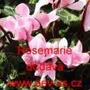 Brambořík perský mini Rosemarie