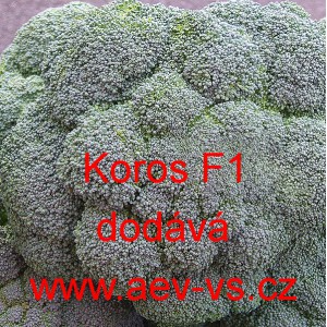 Brokolice hybridní Koros F1