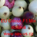 Cibule jarní kuchyňská hybridní EU Colour F1 Mix
