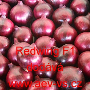 Cibule jarní kuchyňská hybridní Redwing F1