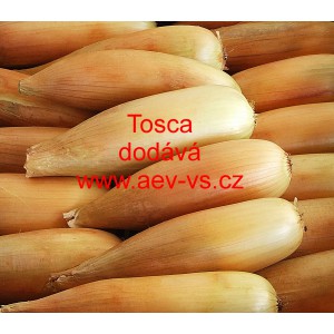 Cibule jarní kuchyňská Tosca