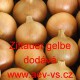 Cibule jarní kuchyňská Zittauer gelbe