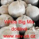 Cibule jarní kuchyňská White Big Mix