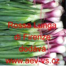 Cibule jarní kuchyňská Rossa Lunga di Firenze