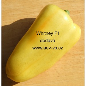 Paprika roční zeleninová hybridní Whitney F1