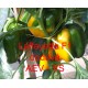 Paprika roční zeleninová hybridní Laffayette F1