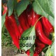 Paprika roční zeleninová hybridní Lipari F1 EliSem precisem