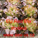 Salát hlávkový červenolistý na záhon EU Red Mix