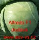 Zelí hlávkové bílé hybridní Alfredo F1